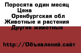 Поросята один месяц › Цена ­ 1900-2000 - Оренбургская обл. Животные и растения » Другие животные   